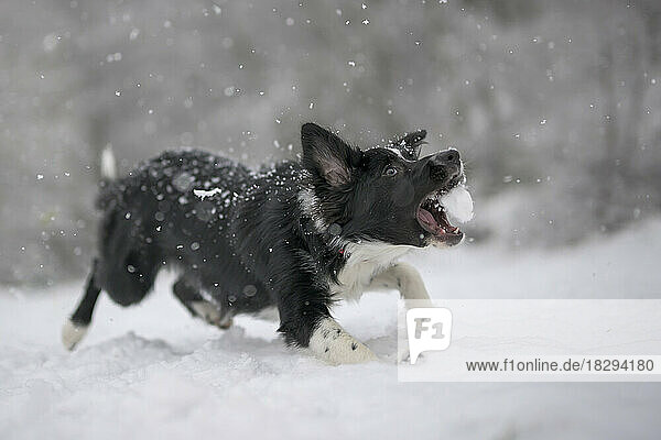 Playful Border Collie puppy with snowball