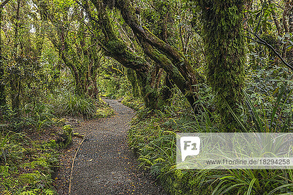 New Zealand  North Island  Forest footpath in Egmont National Park