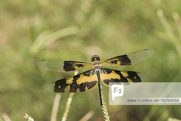 Common picture wing (Rhyothemis variegata) perching outdoors