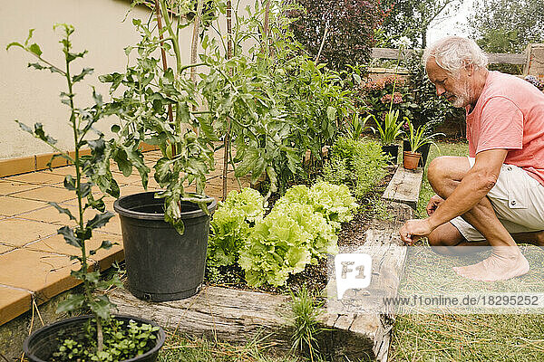 Senior man picking up lettuce from homegrown garden