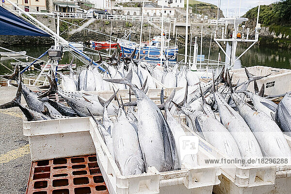 Fresh tuna fish in containers at harbor