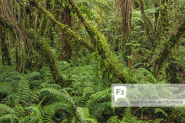 New Zealand  South Island  Lush green foliage in Mt Cook National Park