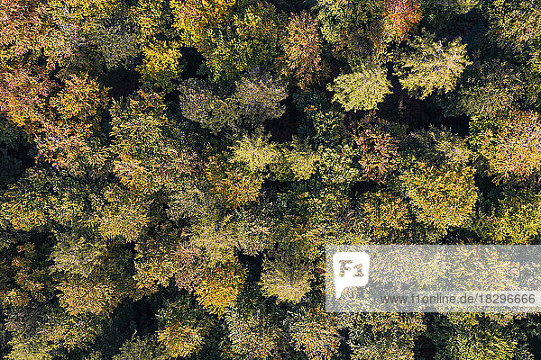 Aerial view of autumn forest in Schurwald range