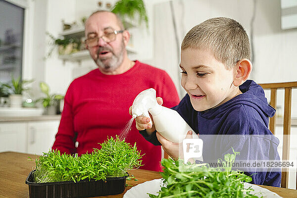 Lächelnder Enkel sprüht vom Großvater in der Küche Wasser auf mikrogrüne Pflanzen