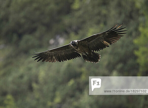 Bearded vulture flying in air with spread wings