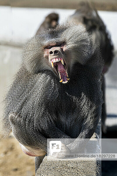 Porträt eines Hamadryas-Pavians (Papio hamadryas)  der seine Zähne in Richtung Kamera zeigt