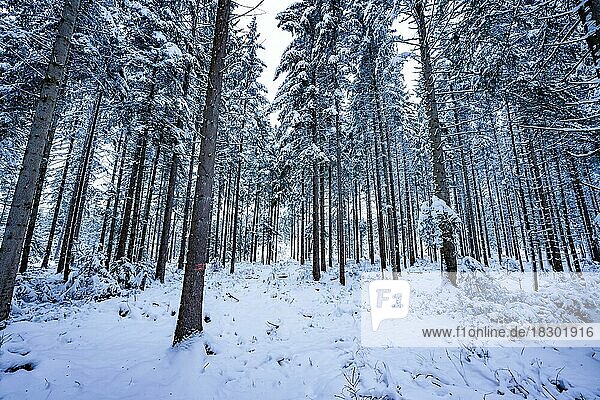 Forest in the snow  Black Forest  Germany  Europe
