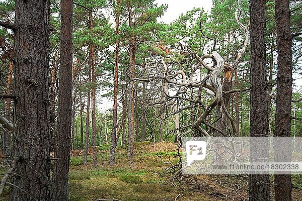 Totholzstruktur im Nationalpark Darß  stehendes Totholz einer Kiefer als wichtiges Mikrohabitat für Insekten  Nationalpark Vorpommersche Boddenlandschaft  Mecklenburg-Vorpommern