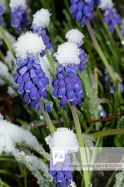 Weinbergs-Traubenhyazinthe einige Blütenstände mit blauen Blüten in Schnee