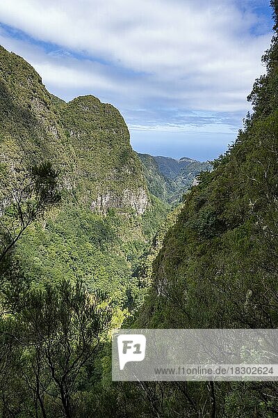 Ausblick auf steile bewaldete Berge  Levada do Caldeirão Verde  Parque Florestal das Queimadas  Madeira  Portugal  Europa