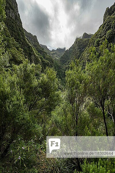 Ausblick auf steile bewaldete wolkenverhangene Berge  Levada do Caldeirão Verde  Parque Florestal das Queimadas  Madeira  Portugal  Europa