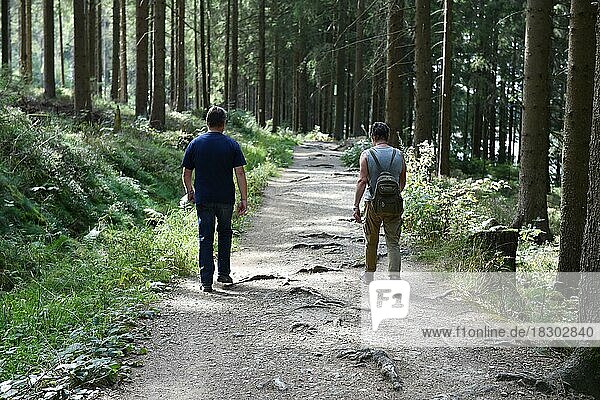 Woman and man hiking in the Darß Forest  Mechlenburg-Western Pomerania  Germany  Europe