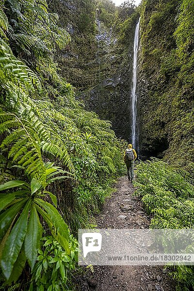 Wanderer auf dem Wanderweg zwischen Farnen  hinten Wasserfall an einer steilen Felswand  Levada do Caldeirão Verde  Parque Florestal das Queimadas  Madeira  Portugal  Europa