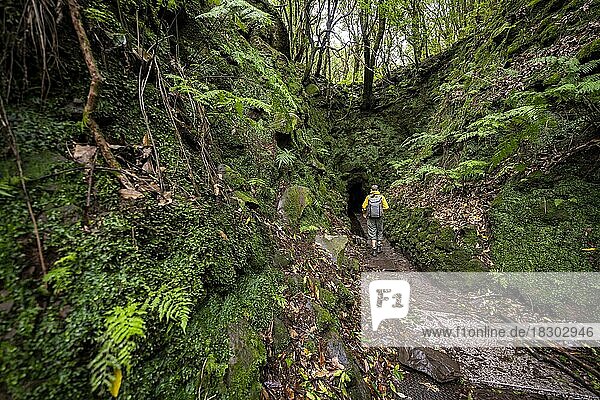 Hiker on a hiking trail  entrance to a tunnel  in dense forest with ferns and moss  Levada do Caldeirão Verde  Parque Florestal das Queimadas  Madeira  Portugal  Europe