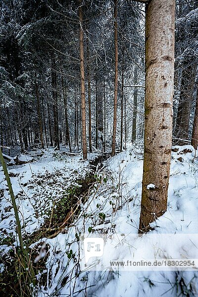 Waldweg bei Schnee und Nebel  Schömberg  Schwarzwald  Deutschland  Europa