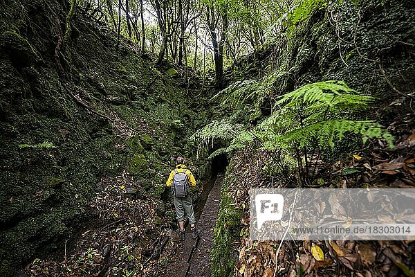 Wanderer auf einem Wanderweg  Eingang zu einem Tunnel  in dichtem Wald mit Farn und Moos  Levada do Caldeirão Verde  Parque Florestal das Queimadas  Madeira  Portugal  Europa