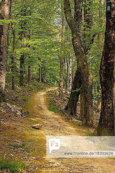 Path in the forest  Basque country. Errenteria  Gipuzkoa