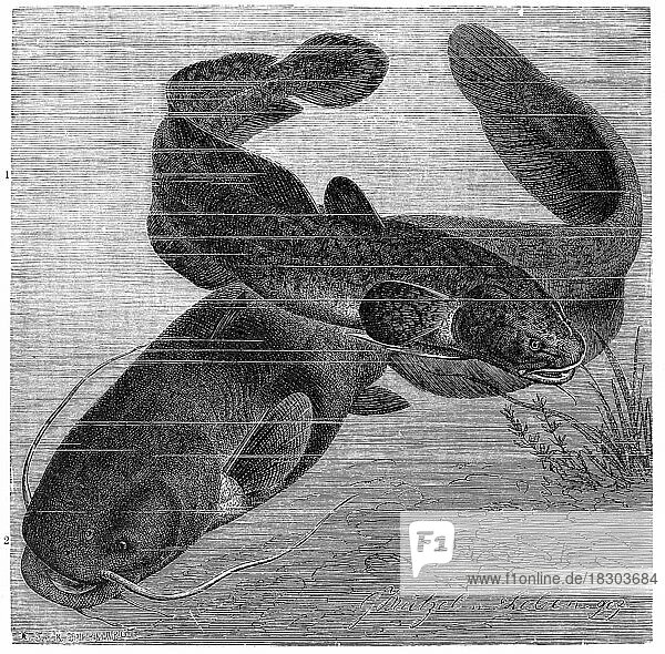 Fisch  1. Quappe (Lota lota)  Knochenfisch aus der Familie der Quappen  Kota vulgaris  2. Europäische Wels oder Flusswels  Silurus glanis  ist der größte reine Süßwasserfisch Europas  Jungtier  Historisch  digital restaurierte Reproduktion von einer Vorlage aus dem 19. Jahrhundert