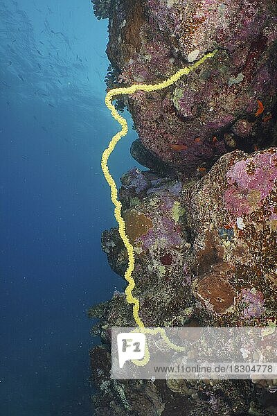Gewundene Drahtkoralle (Cirrhipathes spiralis)  Tauchplatz Hausriff  Mangrove Bay  El Quesir  Rotes Meer  Ägypten  Afrika