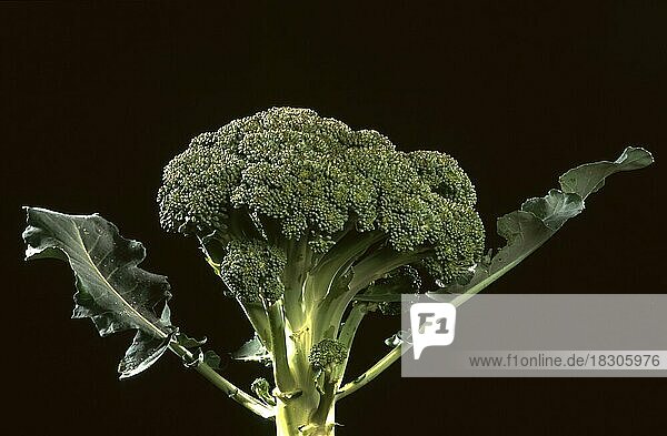 Brokkoli oder Broccoli (Brassica oleracea var. italica)  auch Bröckel-  Spargel- oder Winterblumenkohl genannt  ist eine mit dem Blumenkohl verwandte Gemüsepflanze