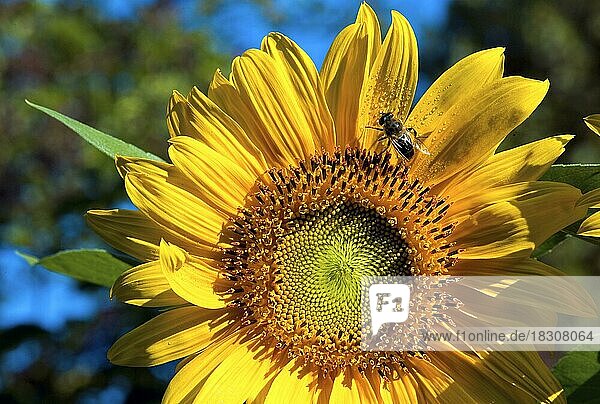 Sonnenblume (Helianthus annuus) mit Biene
