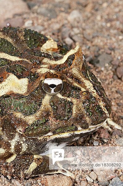 Argentinischer Hornfrosch  Ceratophyrys ornata  auch bekannt als Pacman-Frosch  Vorkommen in den Regenwäldern Argentiniens  Uruguays und Brasiliens