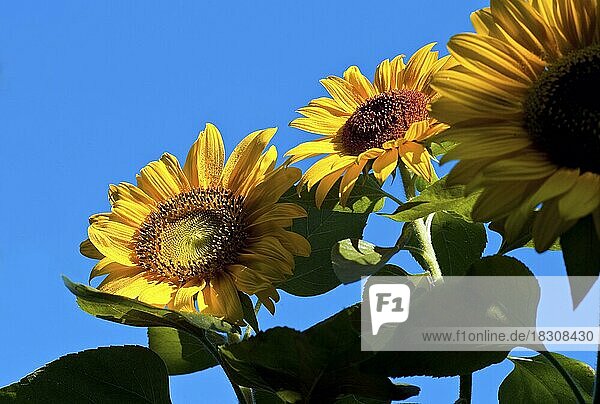 Drei Sonnenblumen (Helianthus annuus) vor blauem Himmel
