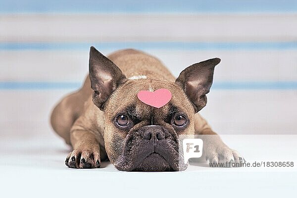Französische Bulldogge mit rosa Herz auf dem Kopf liegend vor blauer und weißer Stuckwand