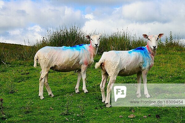 Schafe auf einer Weide in den Yorkshire-Dales  Yorkshire  England  Großbritannien  Großbritannien  Europa