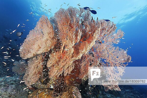 Coral block with nodular sea fan  gorgonian (Melithaea ochracea)  red  shoal of red-spotted cardinalfish (Ostorhinchus parvulus)  Pacific Ocean  Great Barrier Reef  Unesco World Heritage  Australia  Oceania