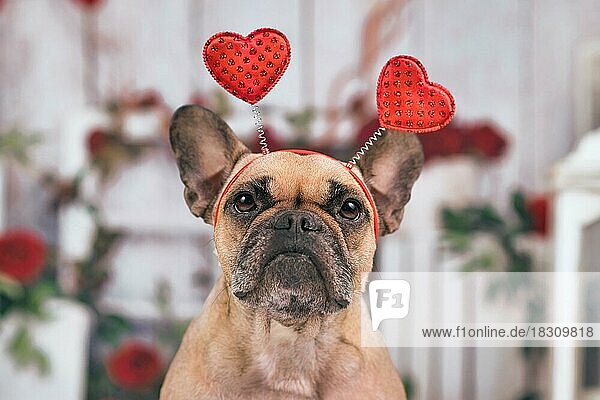 Französische Bulldogge Hund mit Valentinstag Stirnband mit Herzen vor der saisonalen Dekoration