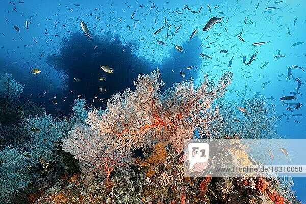 Intaktes  lebendiges Korallenriff mit Schwarm Riffbarsche und dichter Bewuchs an verschiedenen Korallen  Mitte Knotiger Seefächer (Melithaea ochracea)  Gorgonie  rot  hinten Silhouette Korallenriff  Pazifik  Great Barrier Reef  Unesco Weltnatuerbe  Australien  Ozeanien