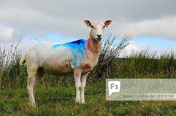 Schaf auf einer Weide in den Yorkshire-Dales  Yorkshire  England  Großbritannien  Großbritannien  Europa