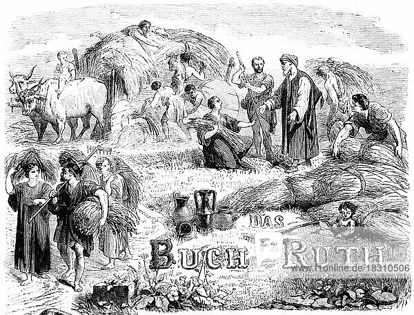 Titelbild  Landwirtschaft  Getreide  Ernte  Ochsenkarren  schneiden  binden  Ähren  Männer  Frauen  Helfer  arbeiten  im Freien  Bibel  Altes Testament  Das Buch Ruth  historische Illustration um 1850