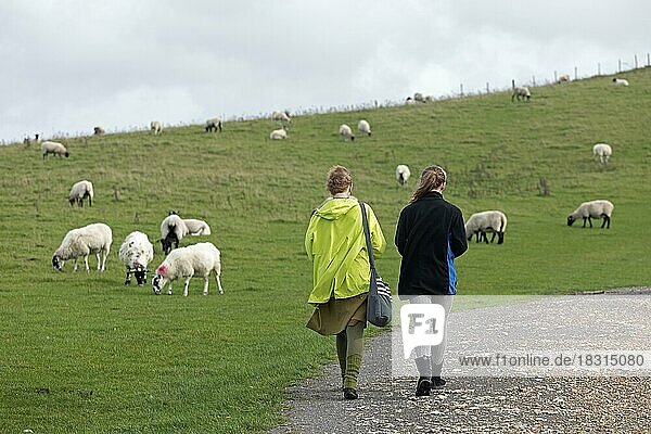 Schafe grasen neben South Downs Way bei Devils Dyke  West Sussex  England  Großbritannien  Europa