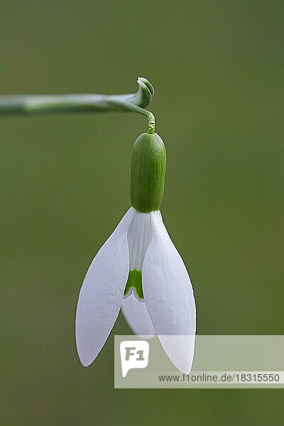 Gewöhnliches Schneeglöckchen (Galanthus nivalis) in Blüte im Frühjahr