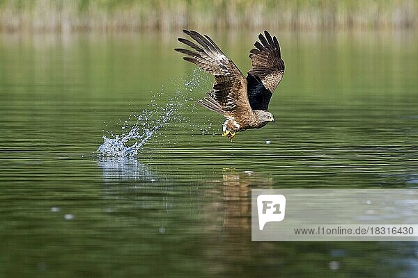 Schwarzmilan (Milvus migrans) beim Fischfang im Flug von der Wasseroberfläche eines Sees im Sommer