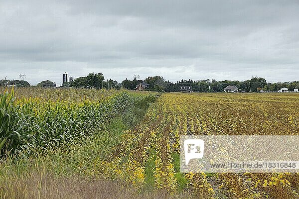 Agriculture  corn and soy field  Province of Quebec  Canada  North America
