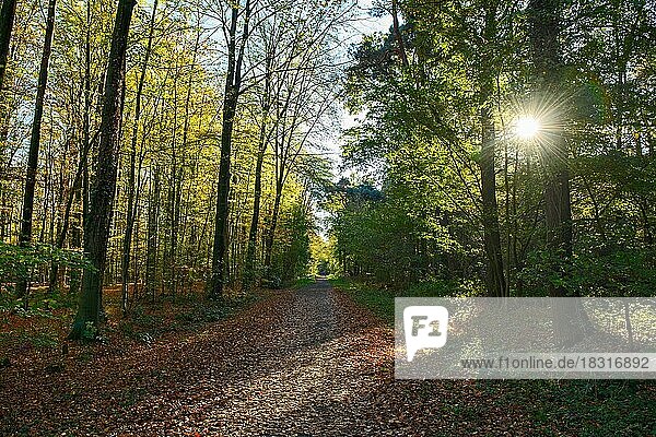 Low sun shines through trees of autumnal forest Autumn forest on forest path is covered by colourful leaves  Kirchheller Heide  North Rhine-Westphalia  Germany  Europe