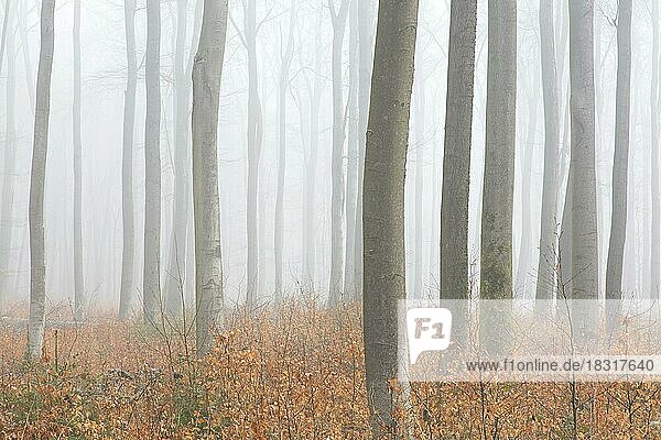 Rotbuche (Fagus sylvatica)  Baumstämme in einem Wald  der im Winter in den frühen Morgennebel gehüllt ist