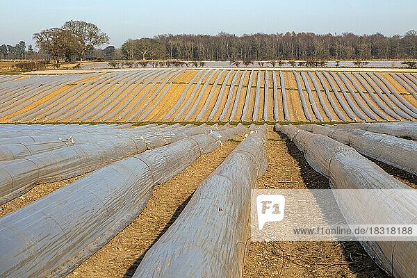 Polyethylen-Cloche-Polytunnel zum Schutz der Pflanzen vor Frost auf einem Feld  Wantisen  Suffolk  England  UK