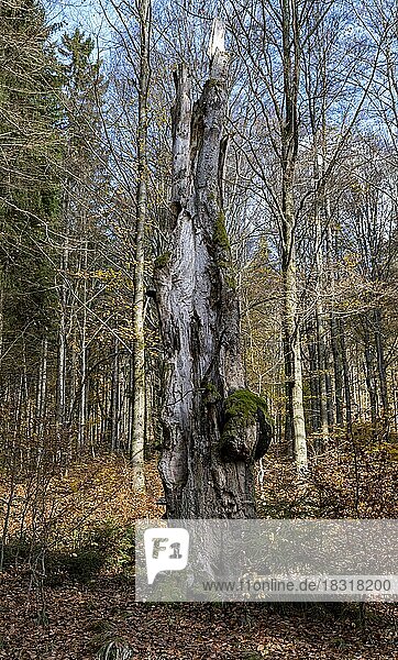 Toter Baumstamm im Vessertal  Thüringer Wald  Thüringen  Deutschland  Europa