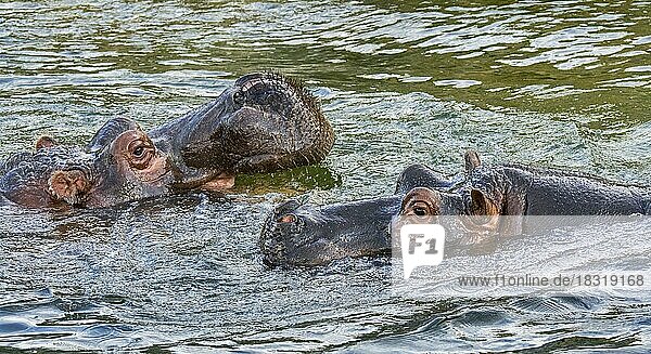 Paar Nilpferde (Hippopotamus amphibius)  männliches Nilpferd nähert sich weiblichem Nilpferd zur Paarung im See