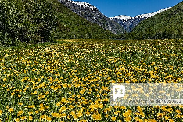 Wiese mit Löwenzahnblüten und Bergpanorama im Gudbrandsdalen  Norwegen  Europa