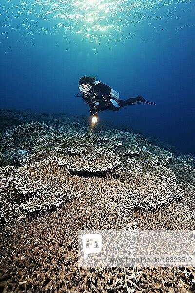Taucher mit Leuchte betrachet dicht mit Acropora Steinkorallen Tischkoralle (Acropora sp.) bewachsenes Riffdach  Pazifik  Great Barrier Reef  Unesco Weltnatuerbe  Australien  Ozeanien