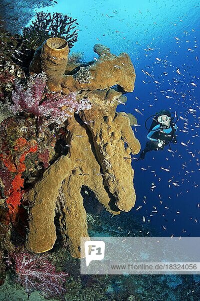 Taucher betrachtet großen  braunen Schwamm (Desmapsamma sp.) an Steilwand von Korallenriff  Pazifik  Great Barrier Reef  Unesco Weltnatuerbe  Australien  Ozeanien