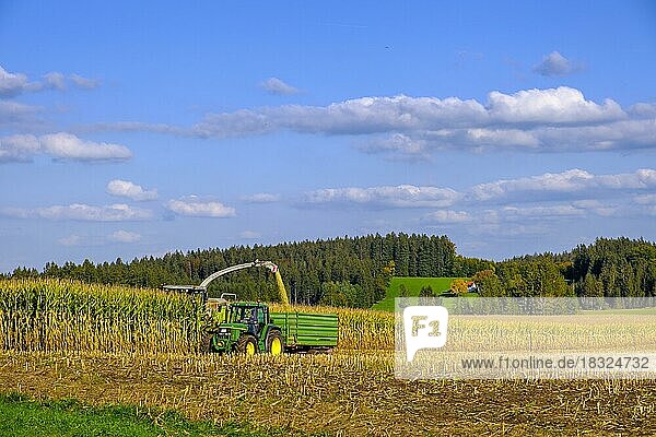 Maisernte  Maisfelder in Reinthal bei Obersöchering  Oberbayern  Bayern  Deutschland  Europa
