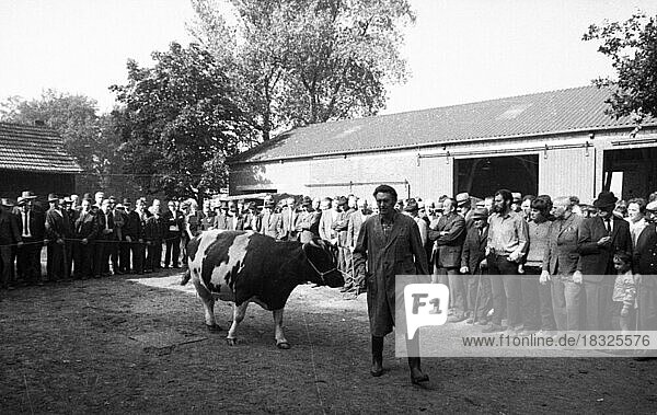 Die Versteigerung eines bankrotten Bauernhofes am 22. 09. 1971 in Greven im Muensterland  Deutschland  Europa