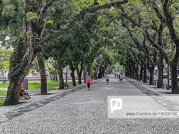 Tree covered avenida preisdente Vargas  Belem  Brazil  South America