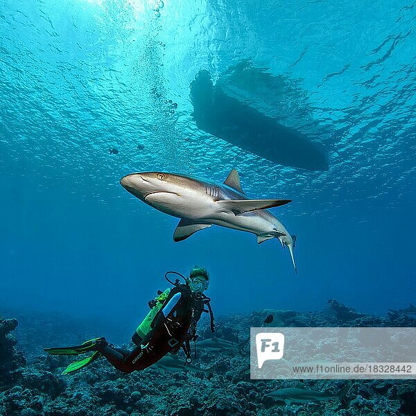Grey reef shark (Carcharhinus amblyrhyncos) swims under dive boat over diver cuts off diver's way to boat  Pacific Ocean
